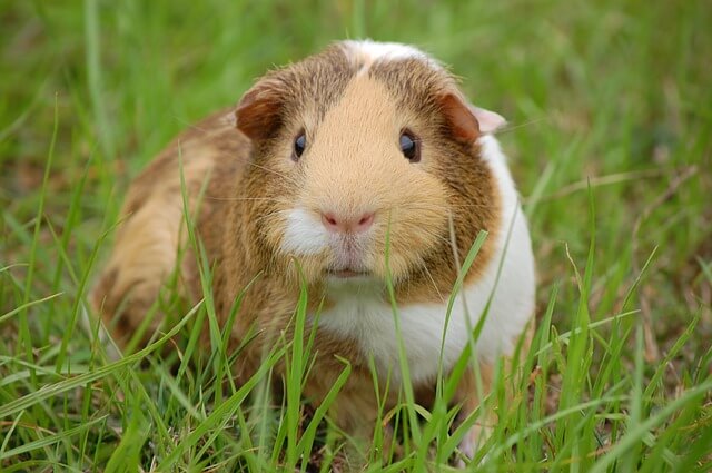 Guinea Pig names